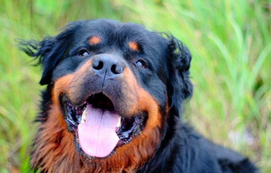 Лохматый ротвейлер порода