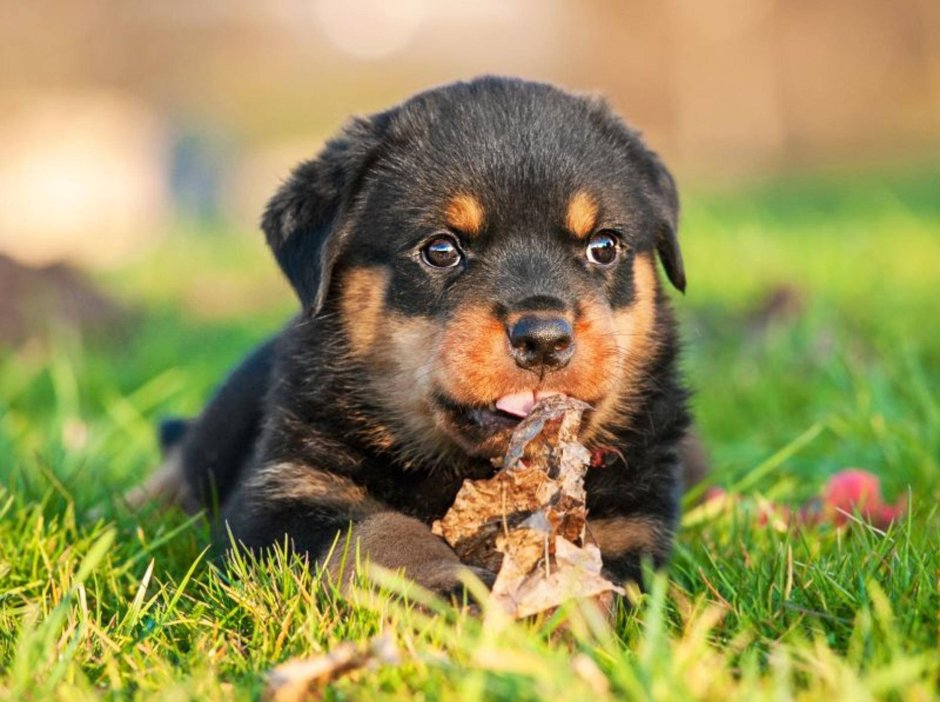 Мини ротвейлер порода