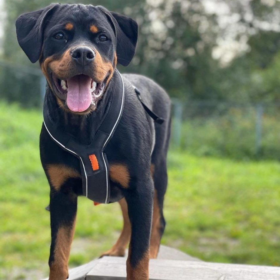 Ротвейлер длинношерстный