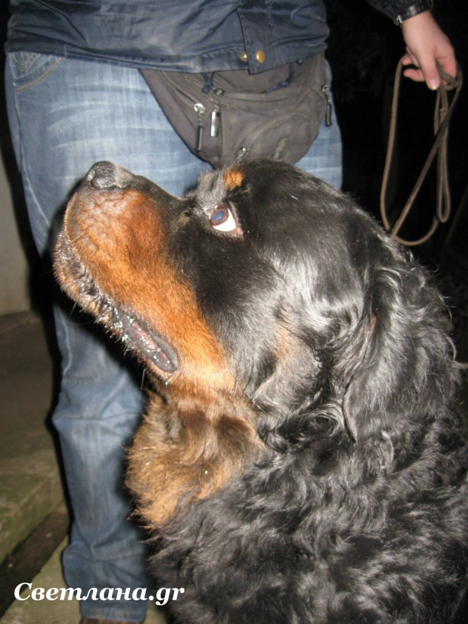 Ротвейлер длинношерстный