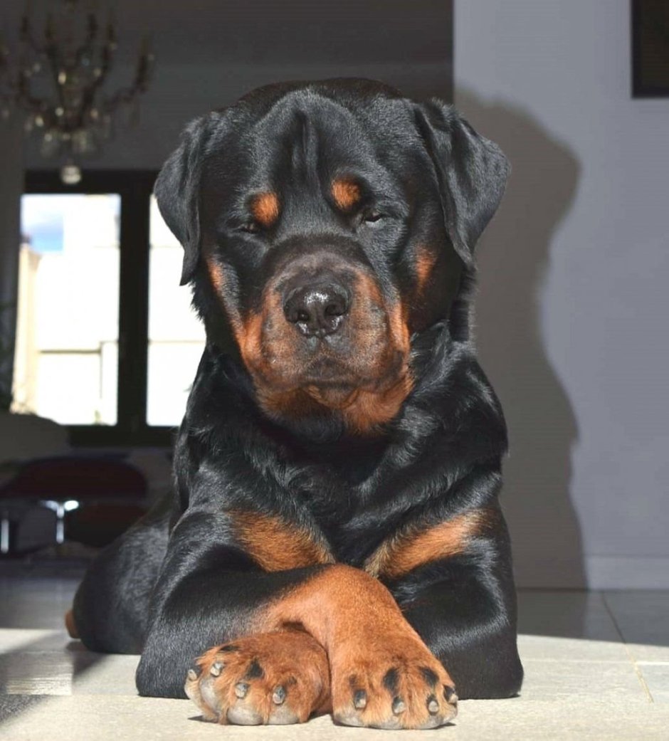 Скандинавский ротвейлер