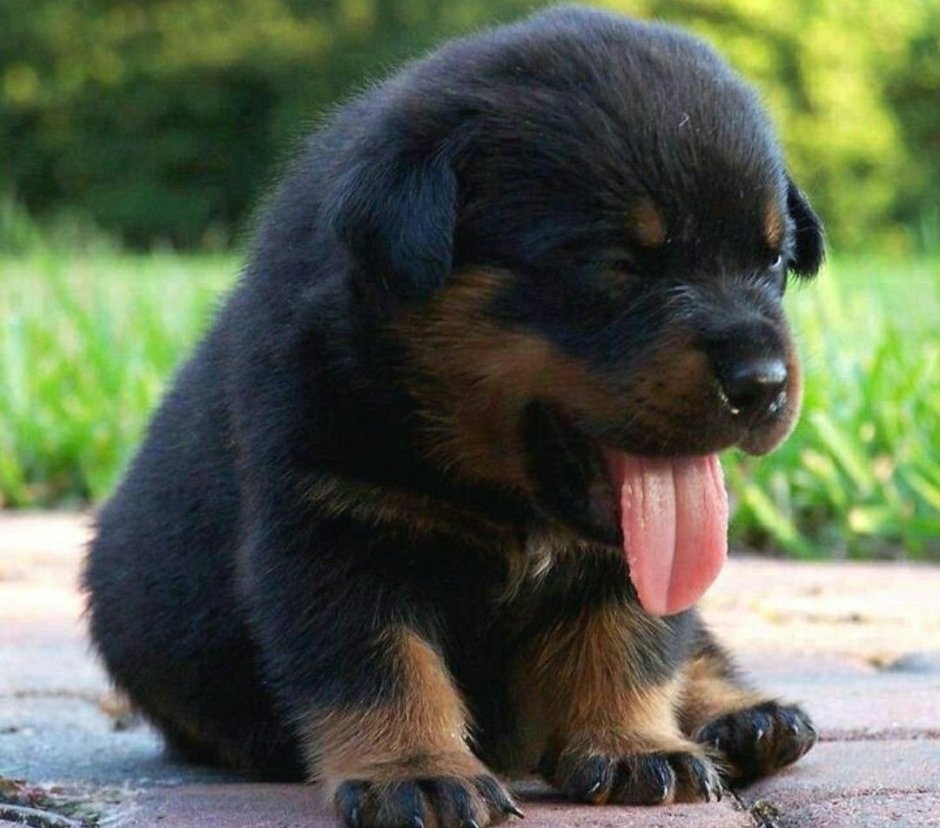 Ротвейлер щенок пушистый