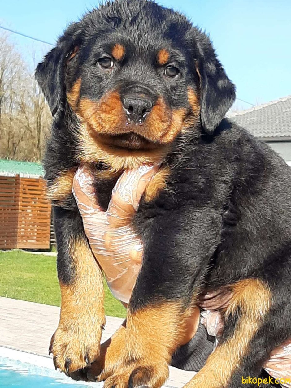 Золотистый ротвейлер фото