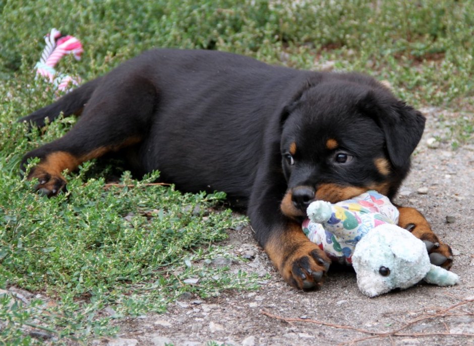 Ротвейлер пастушья