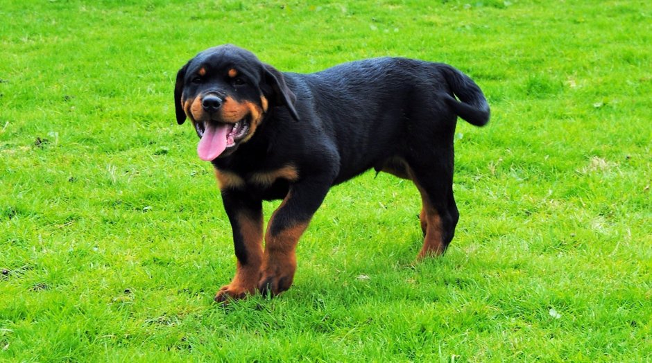 Золотой ротвейлер собака