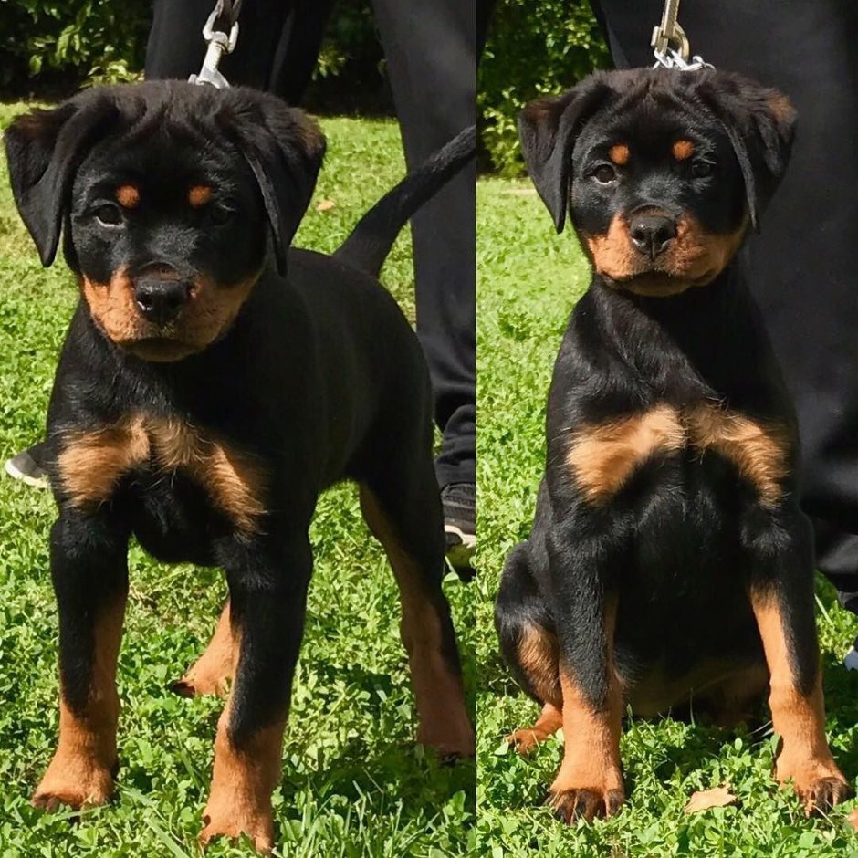 Стандарт щенка ротвейлера таблица