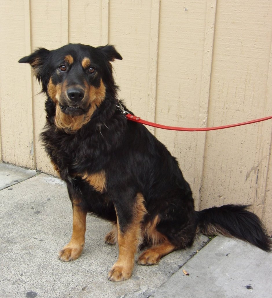 Порода Малховер