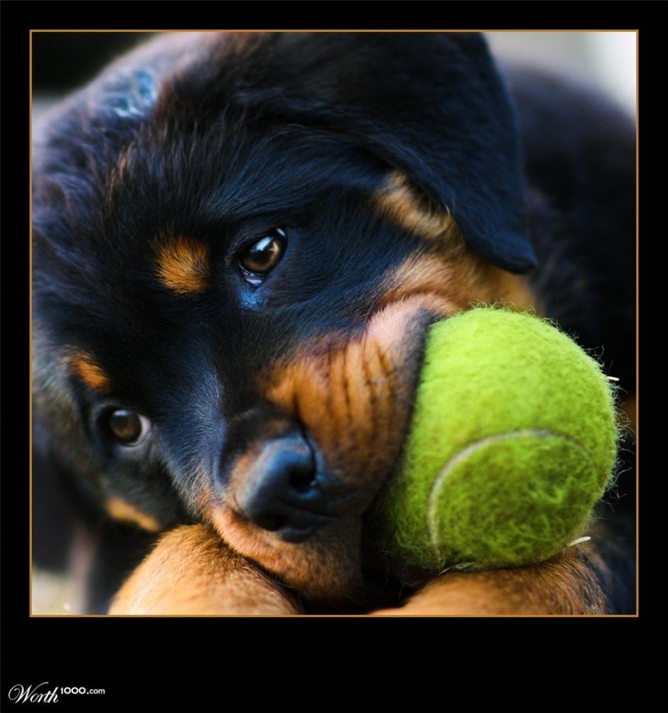 Ротвейлер с мячиком