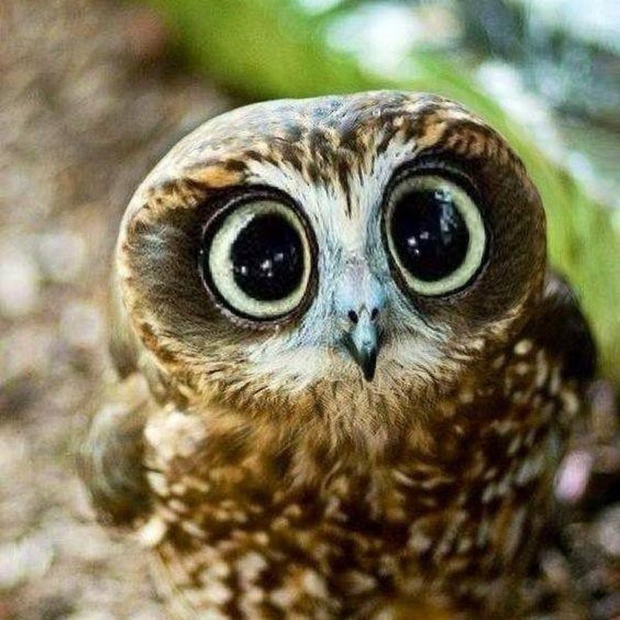 Сова с выпученными глазами