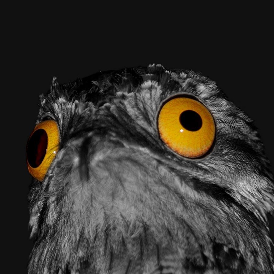 Любопытная Сова