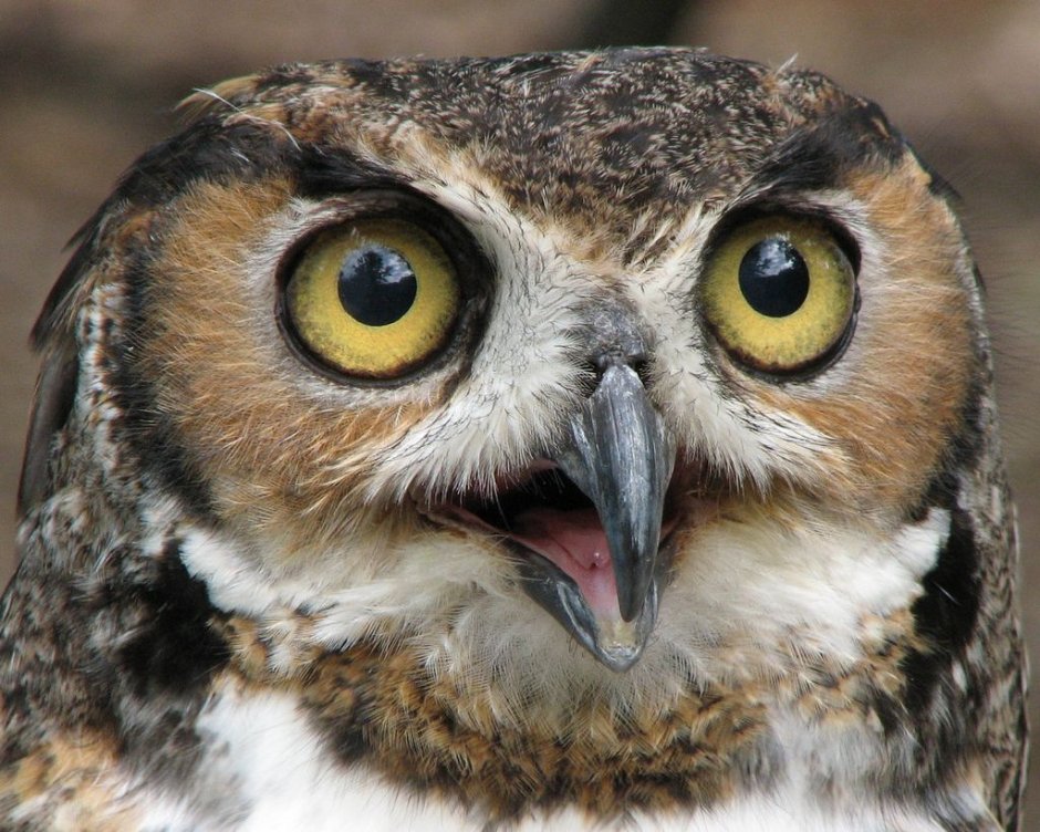 Слепой Совенок Зевс