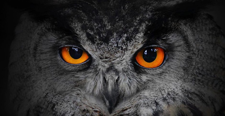 Глаза Совы в темноте