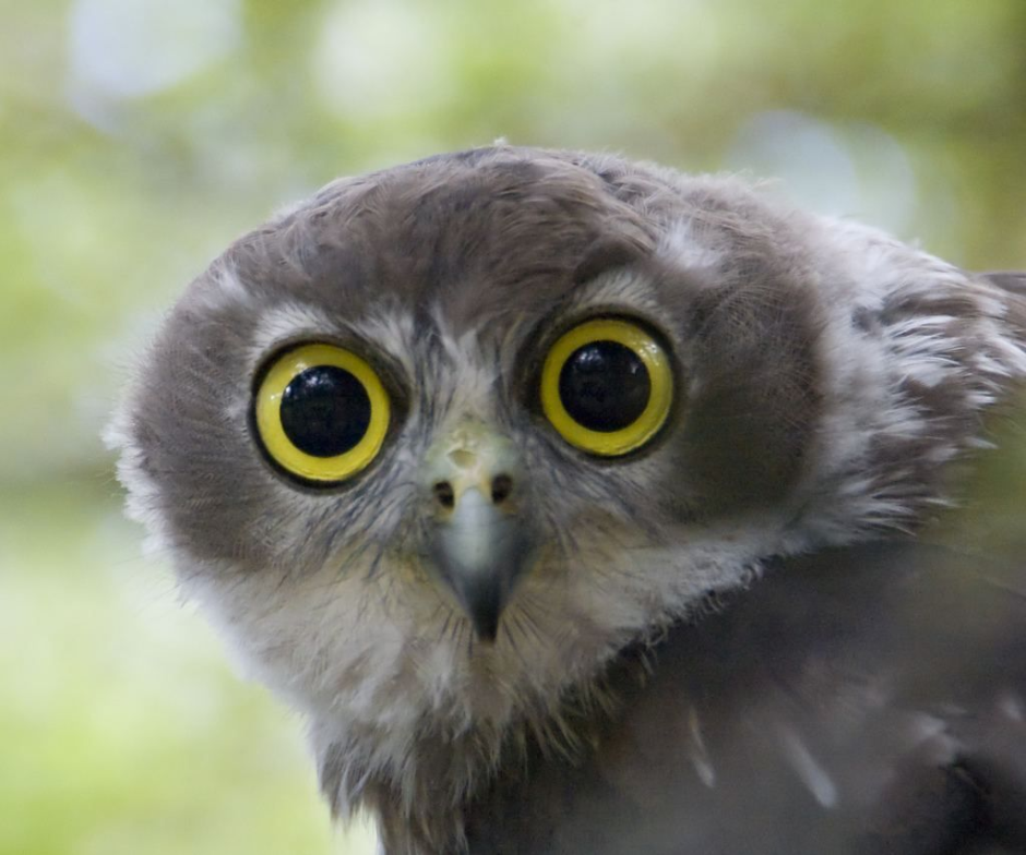 Удивленная Сова