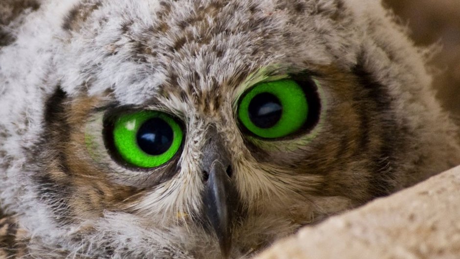 Пучеглазый Филин