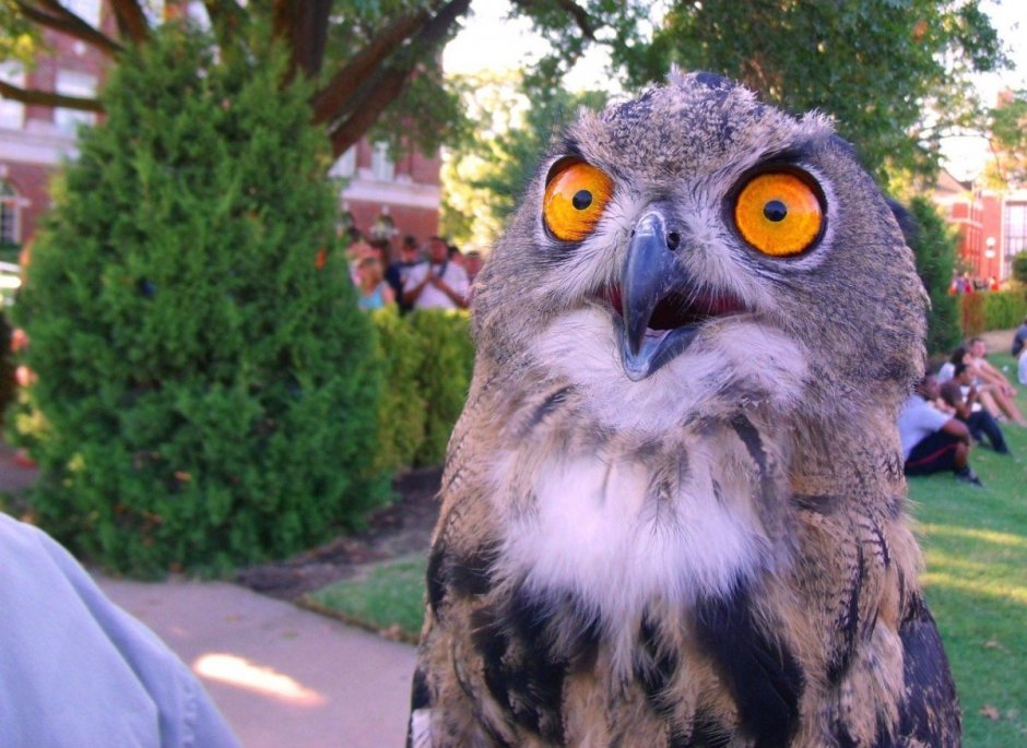 Елена Саморядова Совы