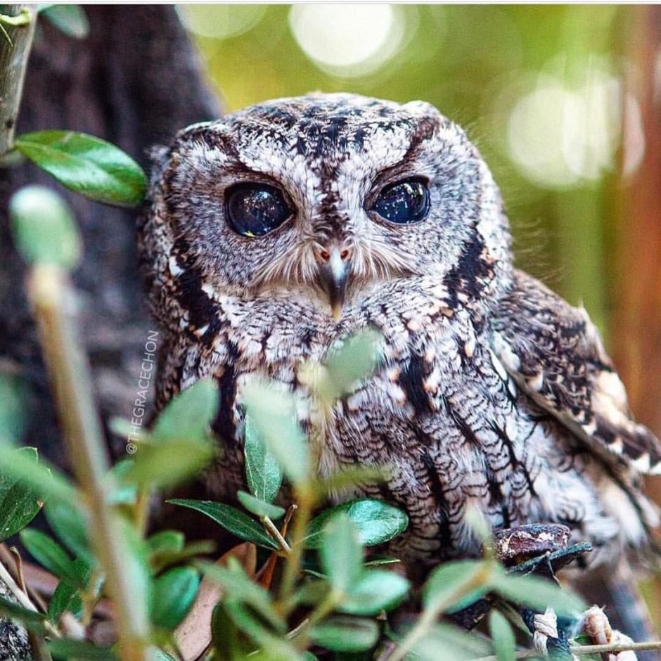 Брови Филина