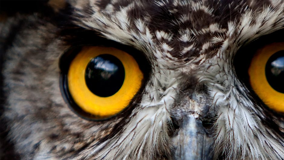 Сова гиперреализм