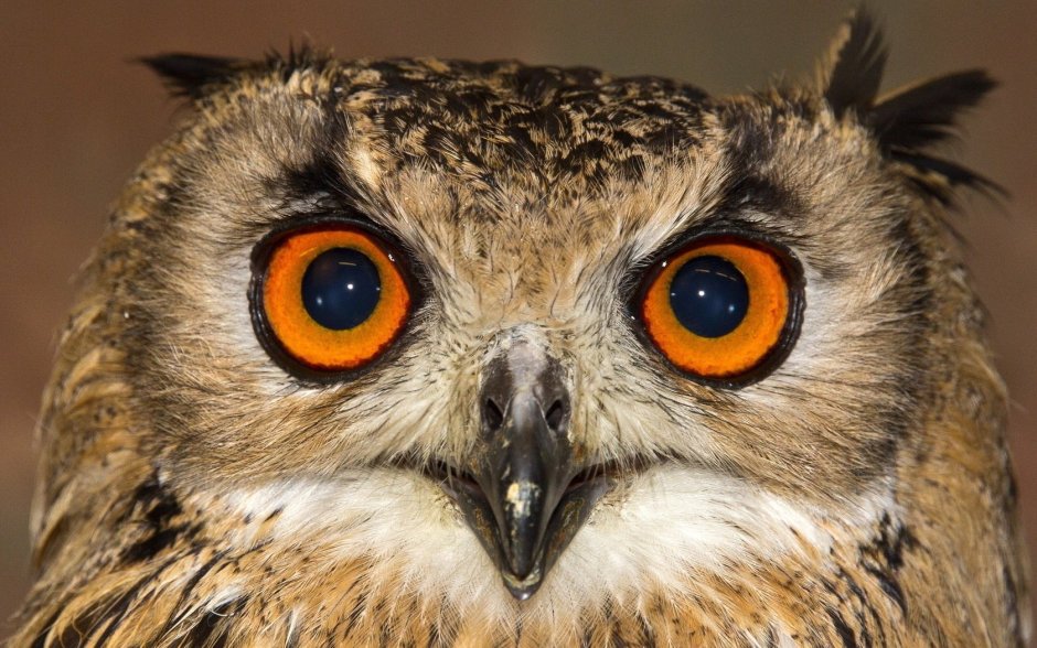 Филин с закрытыми глазами