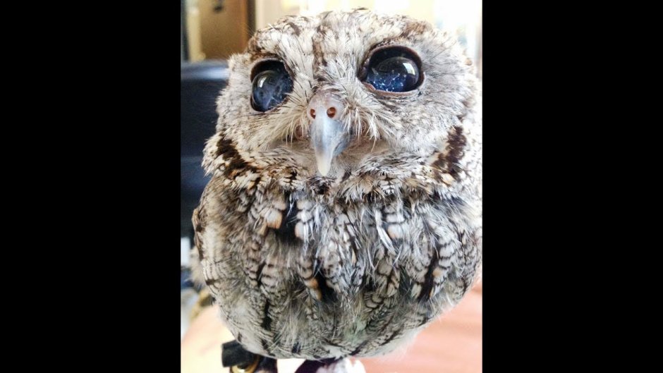 Удивленный взгляд Совы
