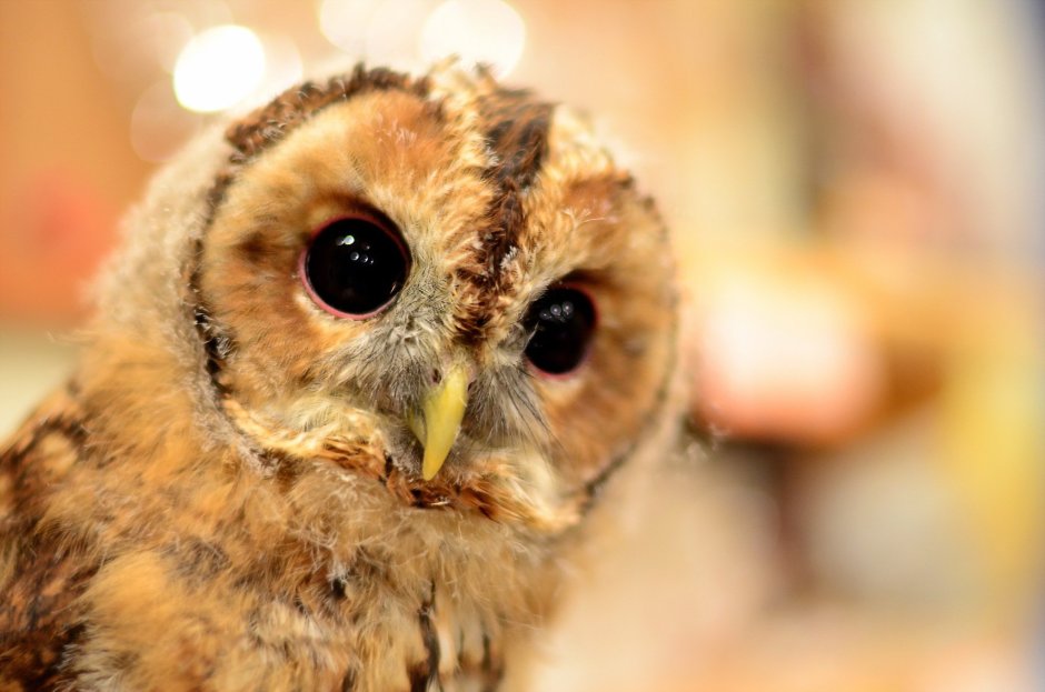 Сова Гарри Поттера Хедвиг