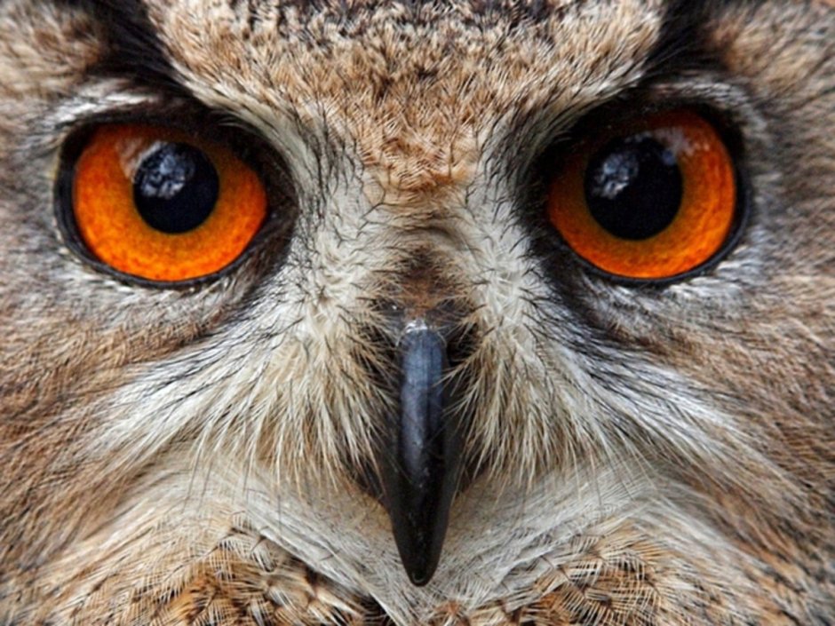 Сова с зелеными глазами