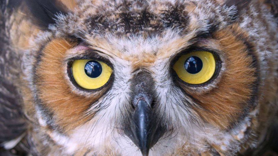 Фото Совы на аватарку