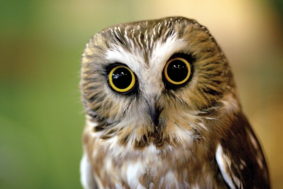 Исполинский козодой Сова