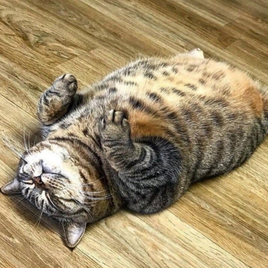 Котик лежит на спине