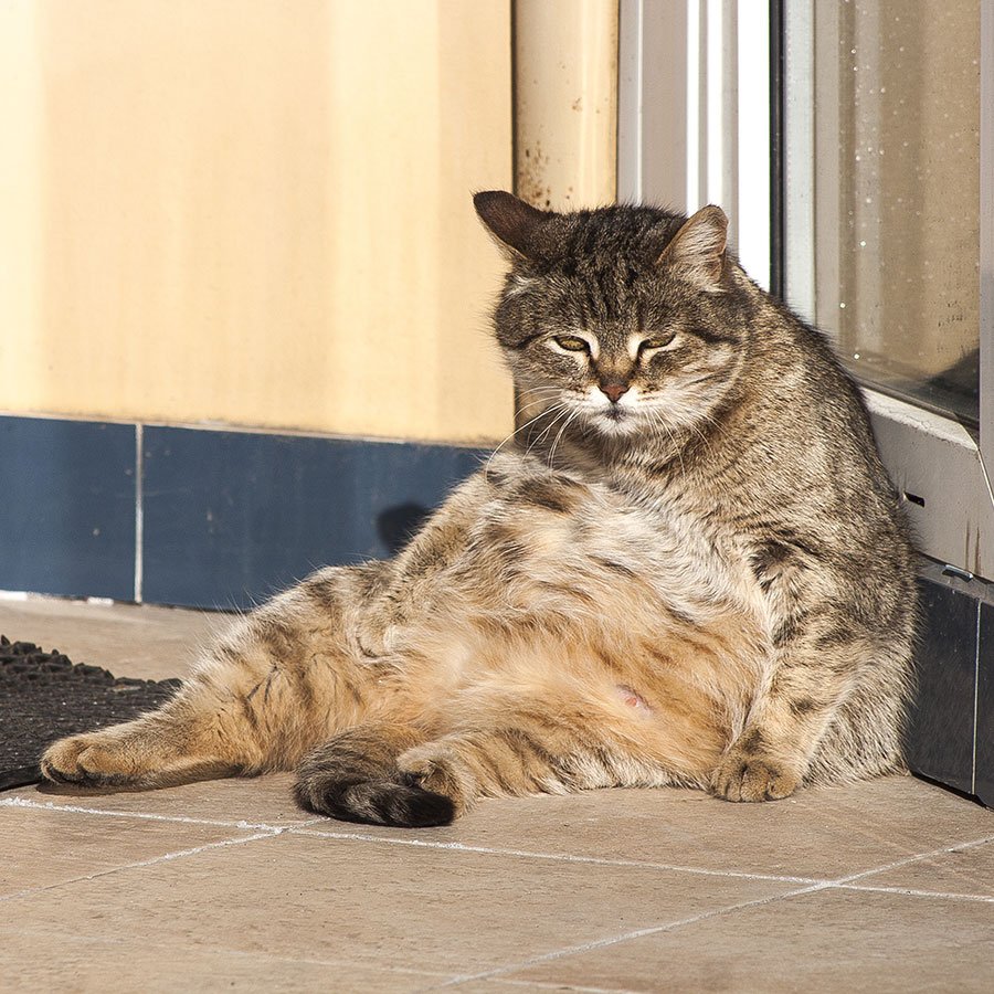 Жирный кот сидит