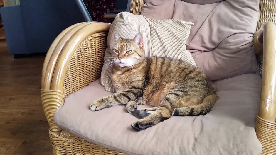 Ленивый кот