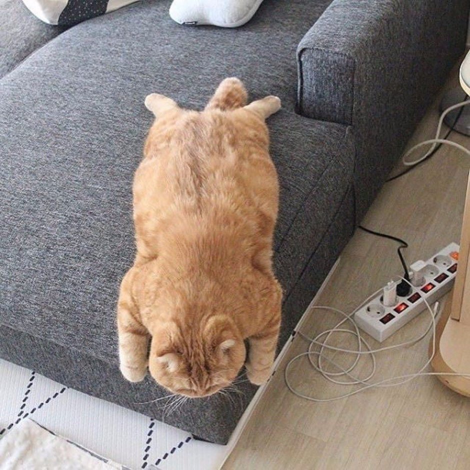 Lazy Cat фото исполнителя