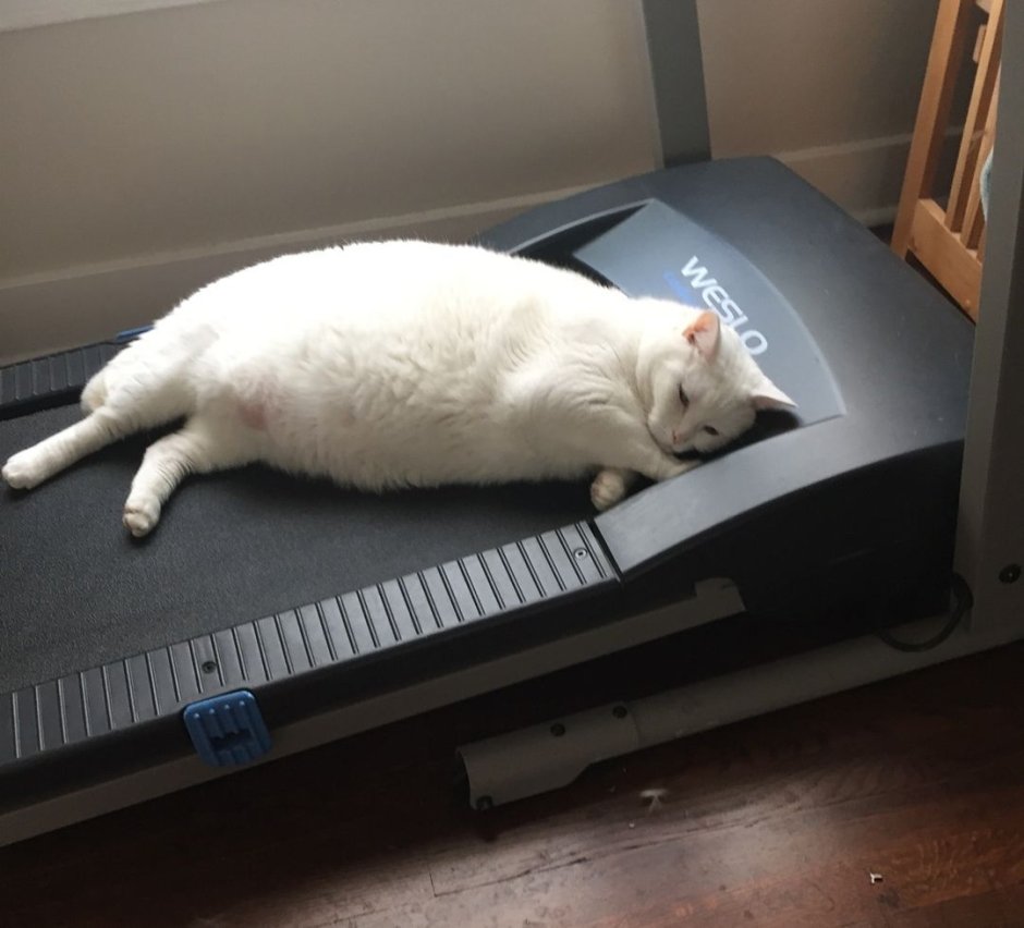 Кот на беговой дорожке