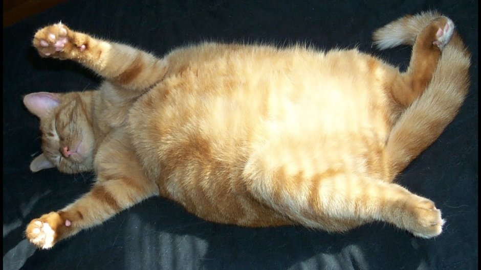 Котик толстый животик