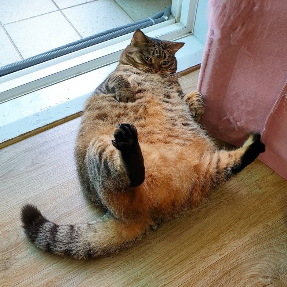 Толстый ленивый кот