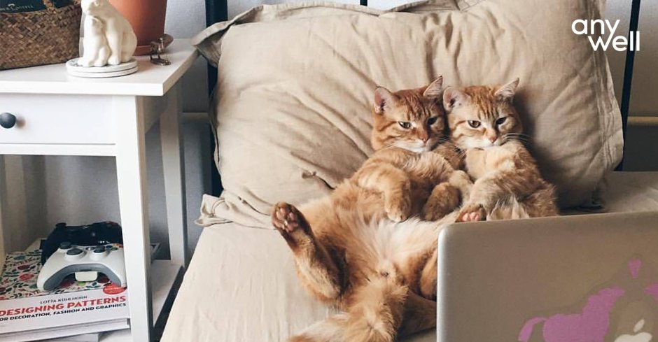 Котик в койке