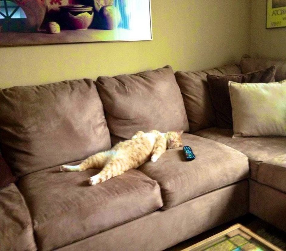 Смешной кот на диване