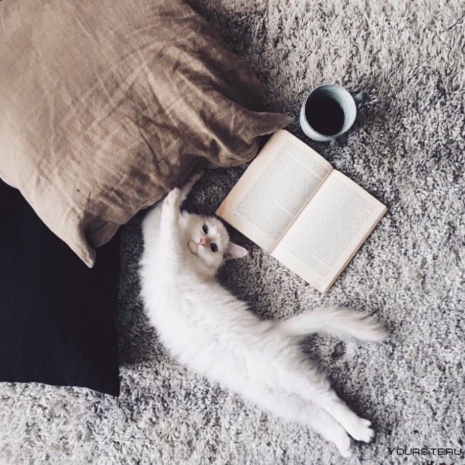 Кружка " кот, кофе"