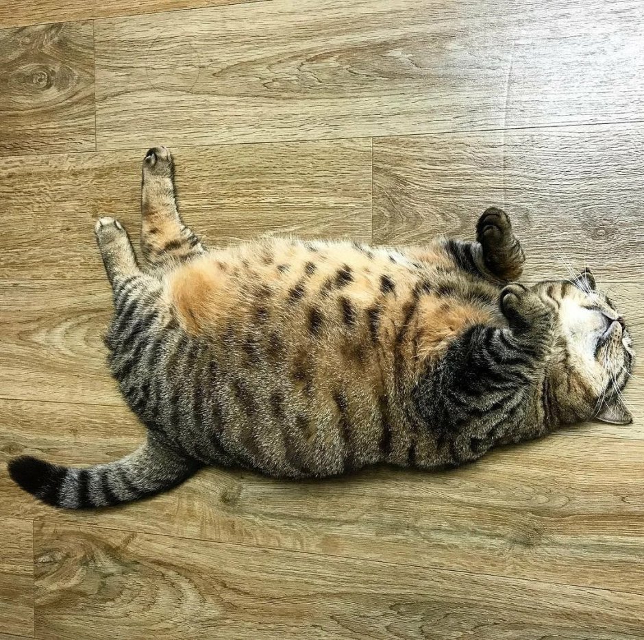 Толстый полосатый кот