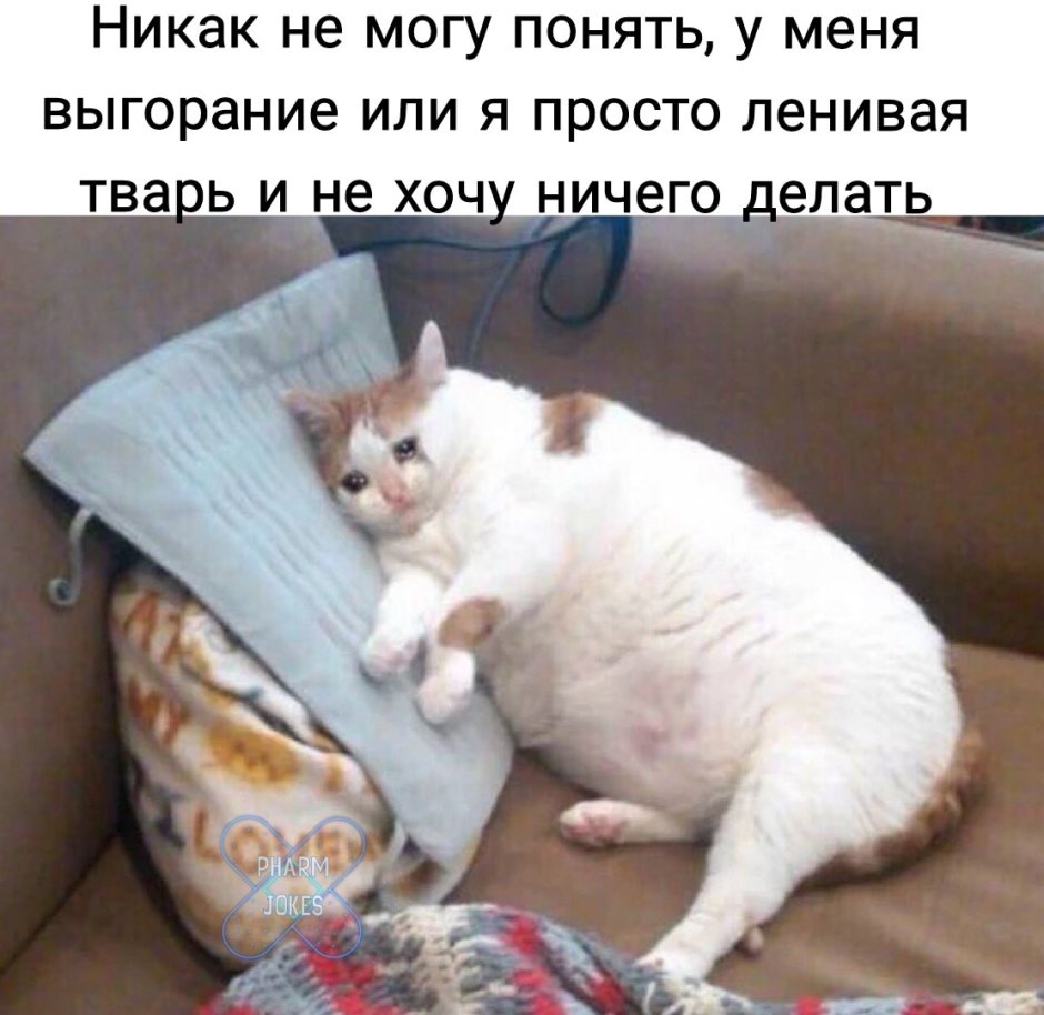 Пухлые коты мемы