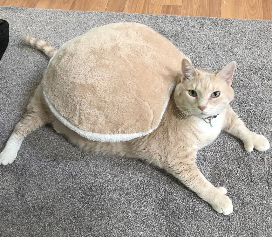 Жирная кошка