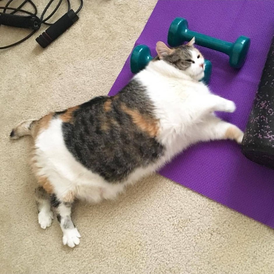 Кот спортсмен