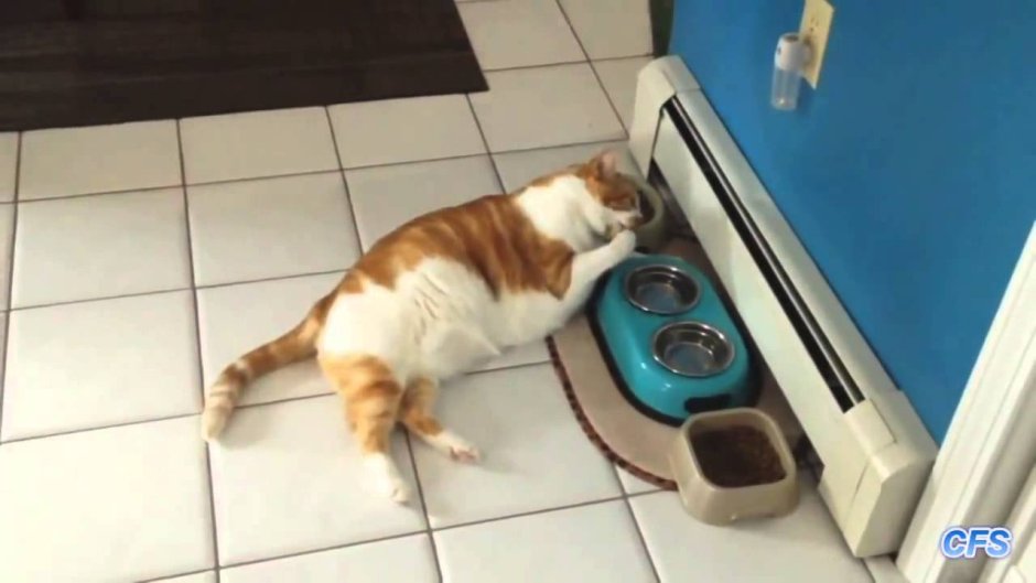 Ленивый кот gif