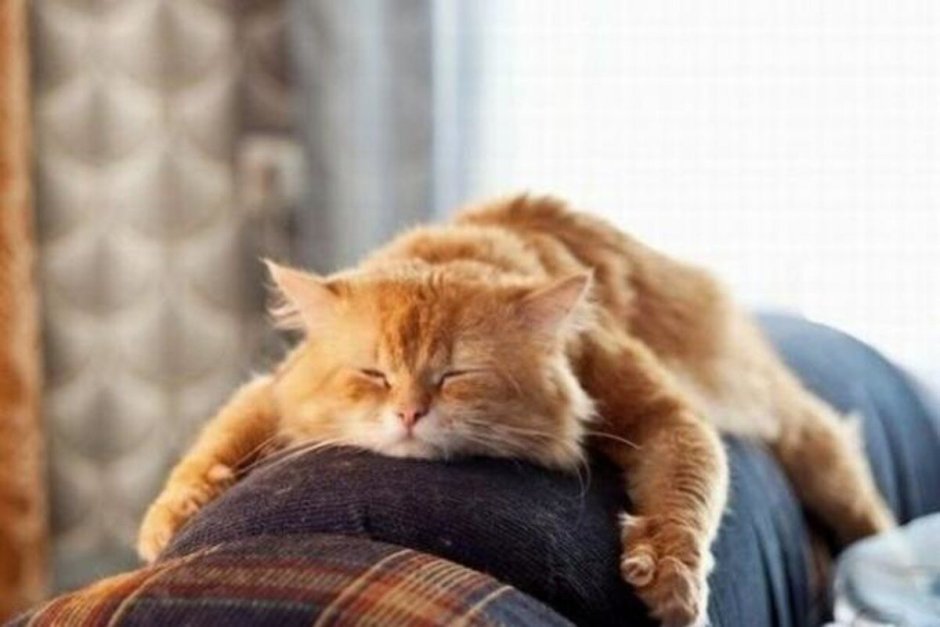 Лежи в направлении