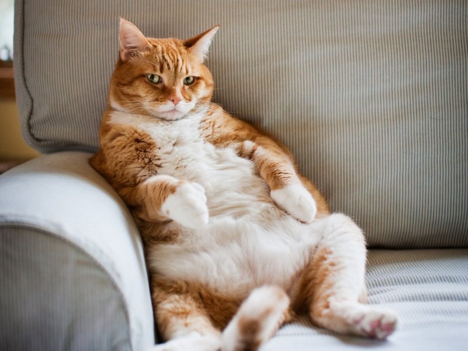 Рыже белый кот толстый