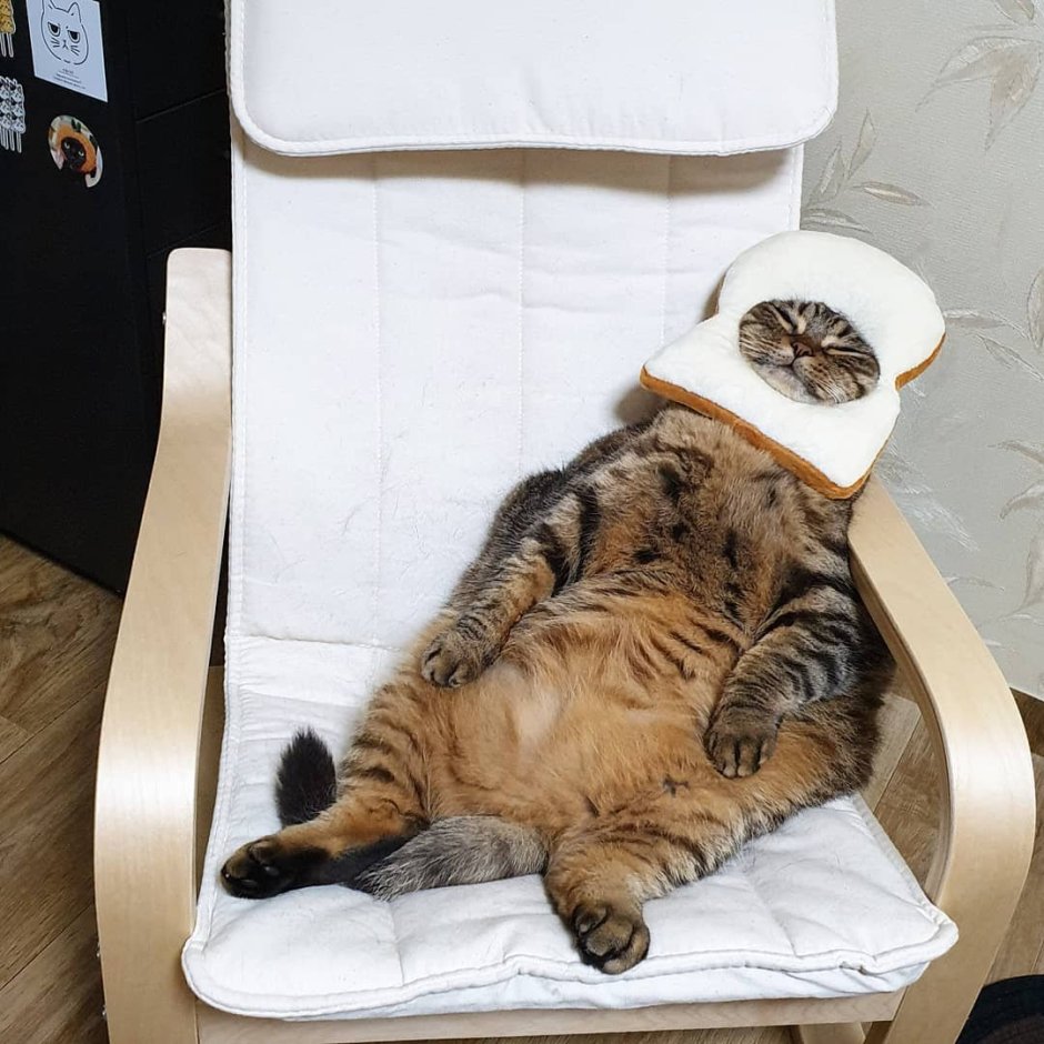 Жирный кот сидит