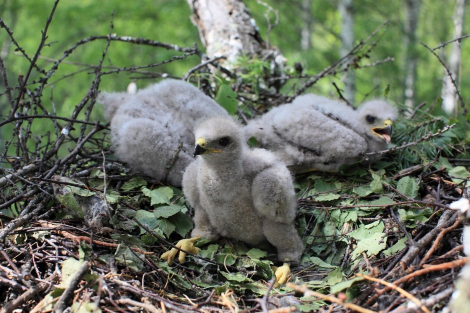 Raptor Bird