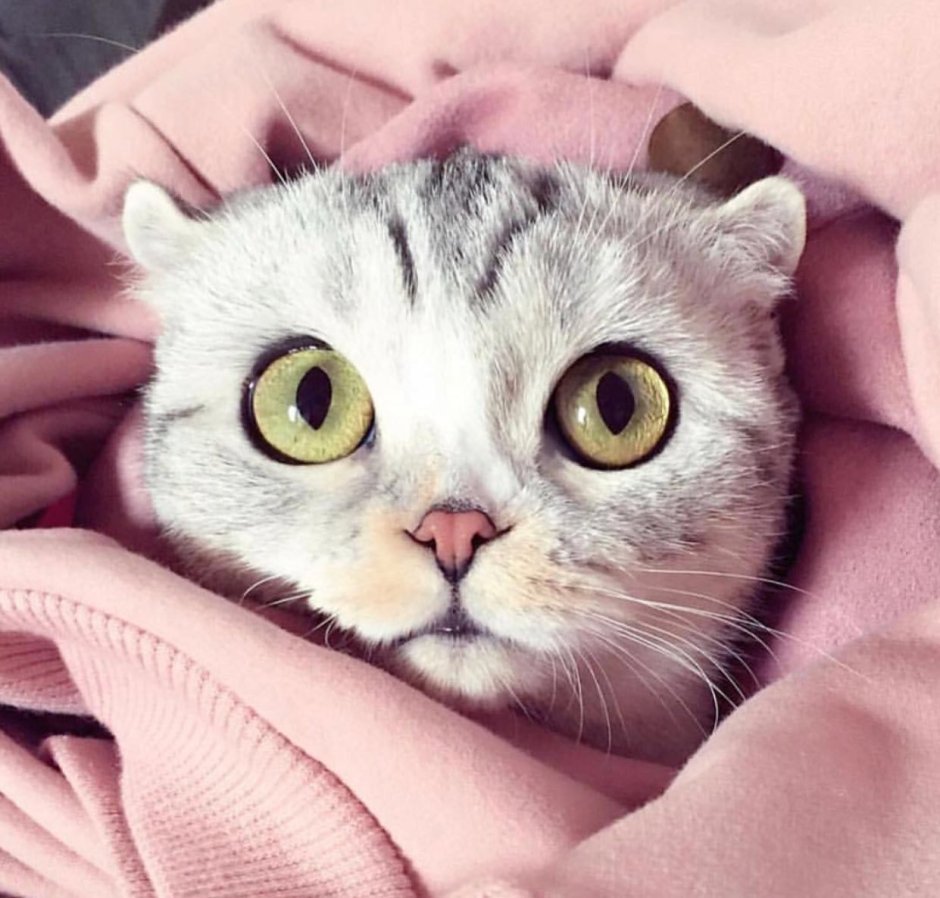 Котик с круглыми глазами