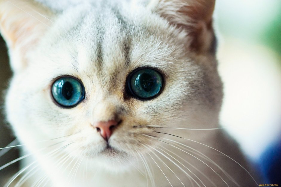 Милая кошка