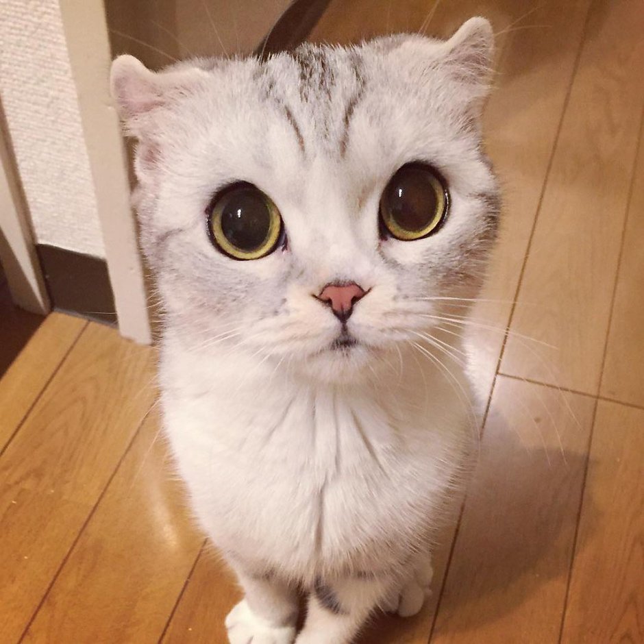 Кошка хана из Японии