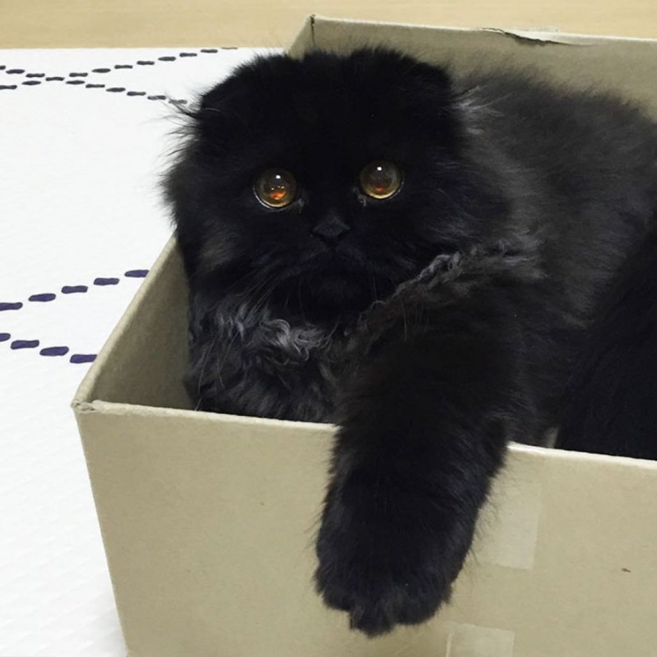 Котята аниме